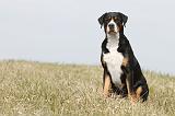 GRAND BOUVIER SUISSE 072